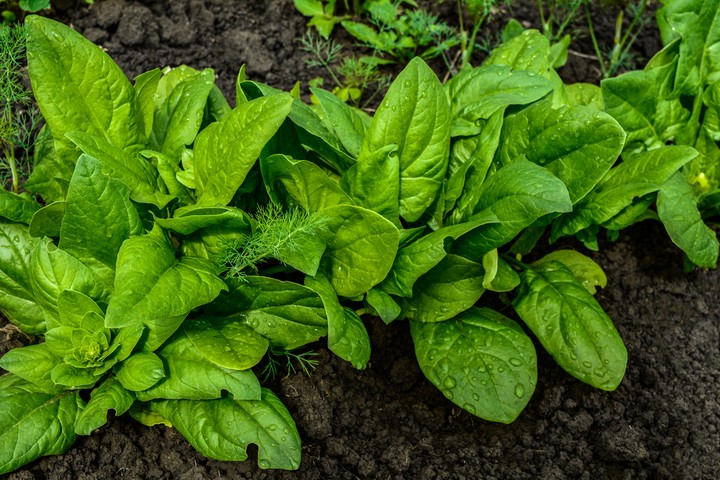 Nova zahrada - co sadit v juli